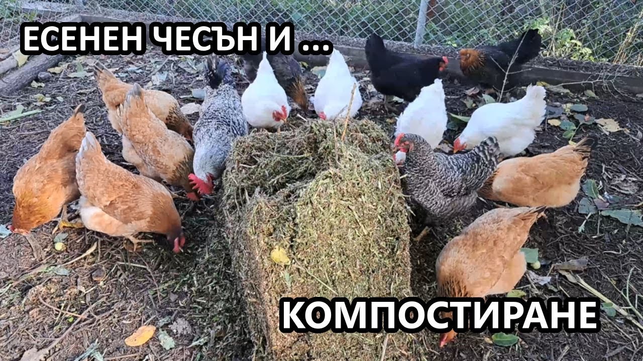 Есенен чесън и компостиране / Градина без копане / Tony's permaculture garden