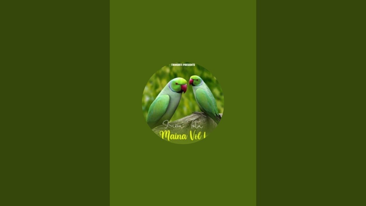 Coco cute parrot is live