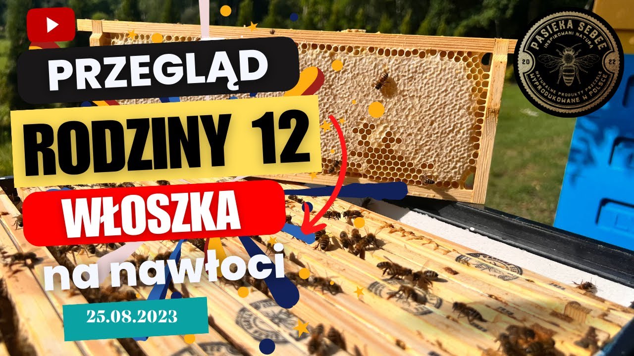 25.08: Przegląd Rodziny 12 Matka Włoszka Ligustica na nawłoci - Pasieka SeBee
