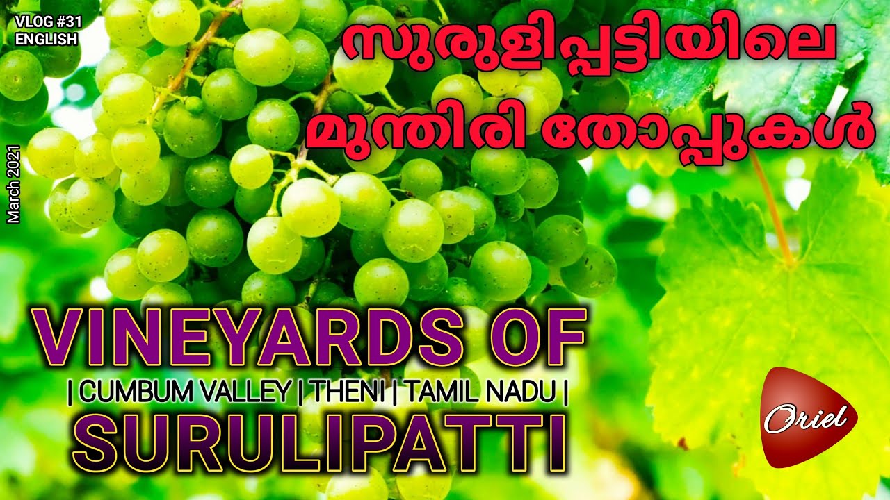 Vineyards of Surulipatti | Cumbum Theni | Kodi Lingam Temple |தேனி Grape Cultivation In Tamil Nadu |