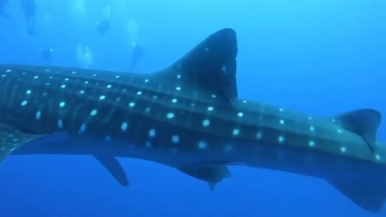 Placencia Tour Encounters Whale Shark in Gladden Spit Reserve