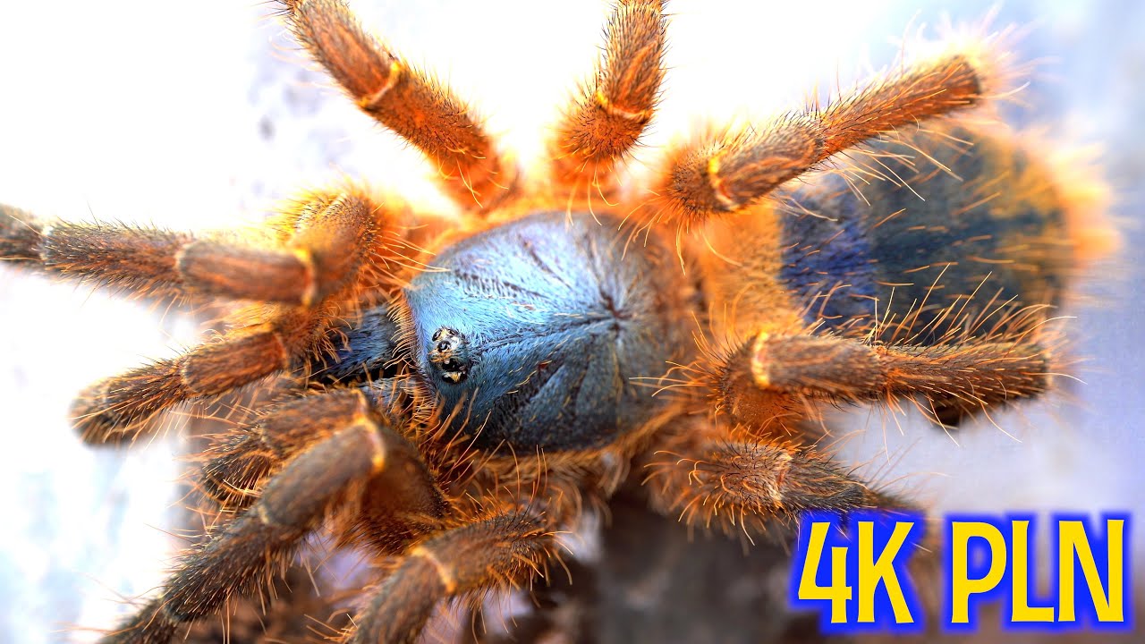 NAJDROŻSZY PTASZNIK😍 i inne RARYTASY:  Hon-sej, C. giganteus, Brachypelma baumgarteni 🤯🤯