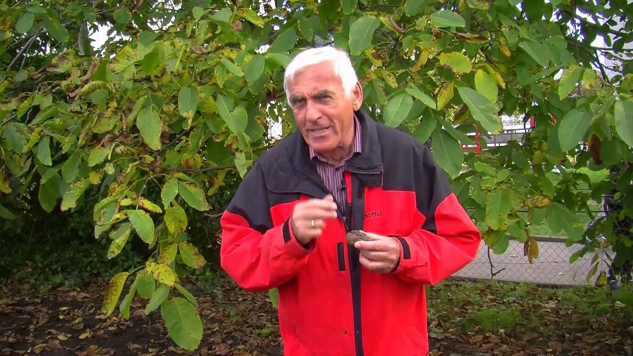VOL.AT-Gartentipp: Die Walnussfruchtfliege