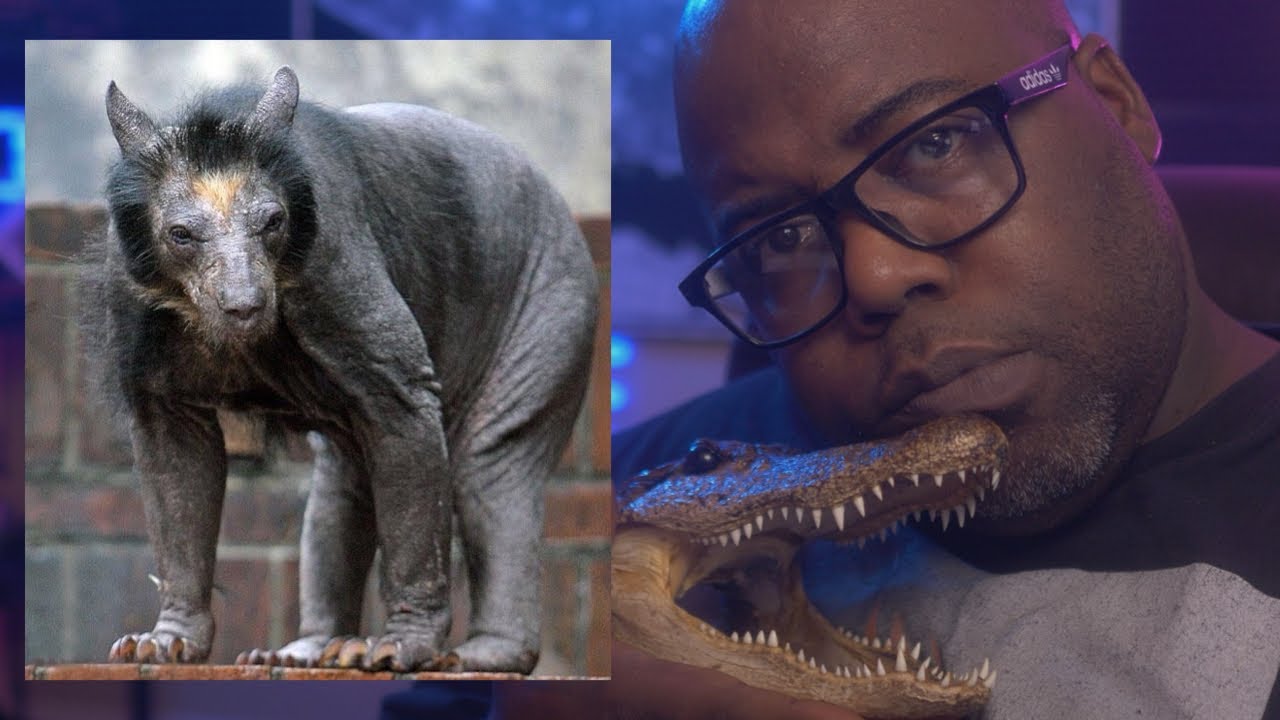 Casual Geographic | Animal Diseases that Belong in a Horror Movie