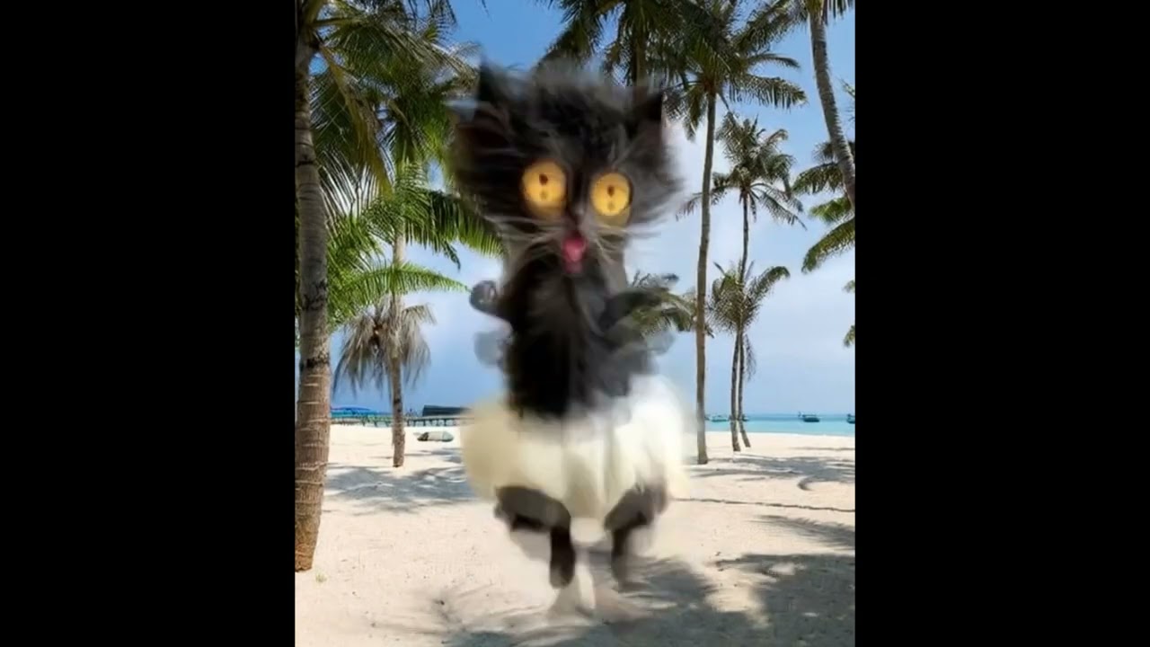 Dancing cat/танцующий котёнок