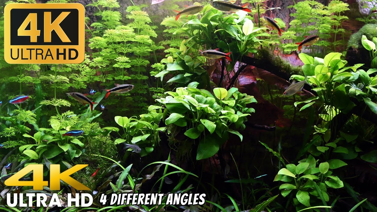 4K Ultra HD Freshwater Planted Aquarium Screensaver - Relaxing Meditation Video