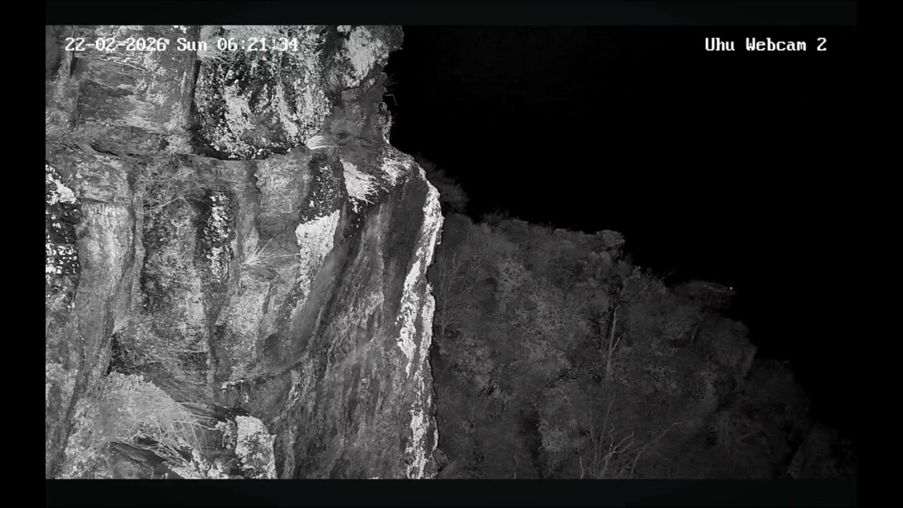 Aus dem Livestream der EGE Eulen/Cam 2 🦉 °22. Februar 💞 Lotte & Leo zeigen sich 