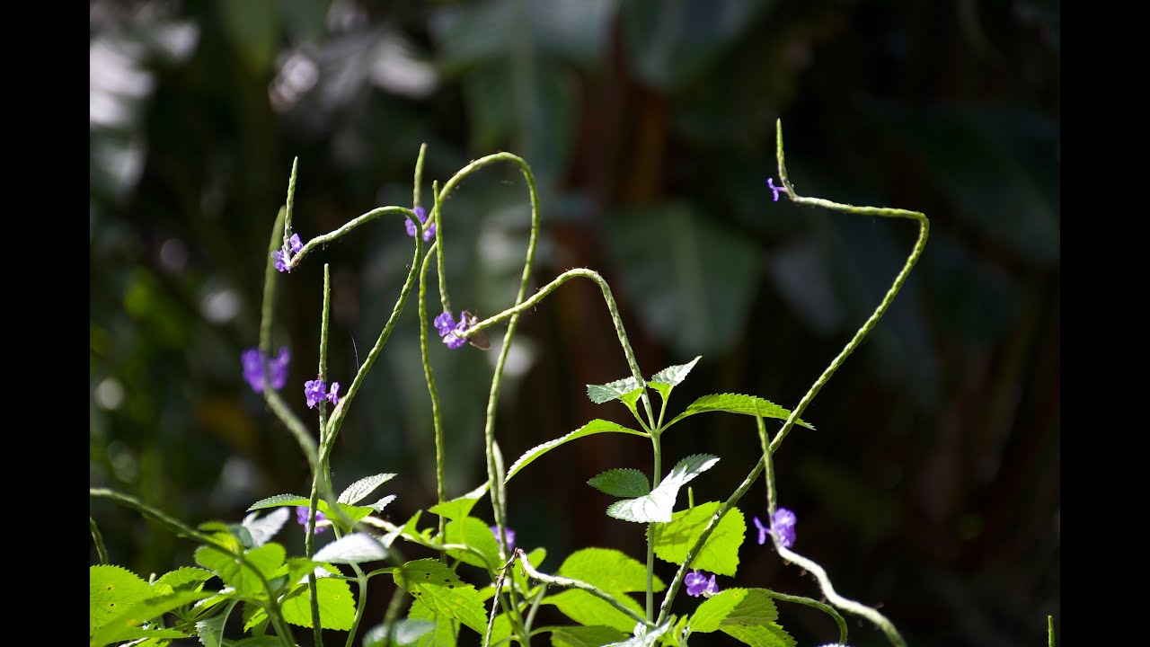 EatTheWeeds: Episode 165: Blue PorterWeed Revisited