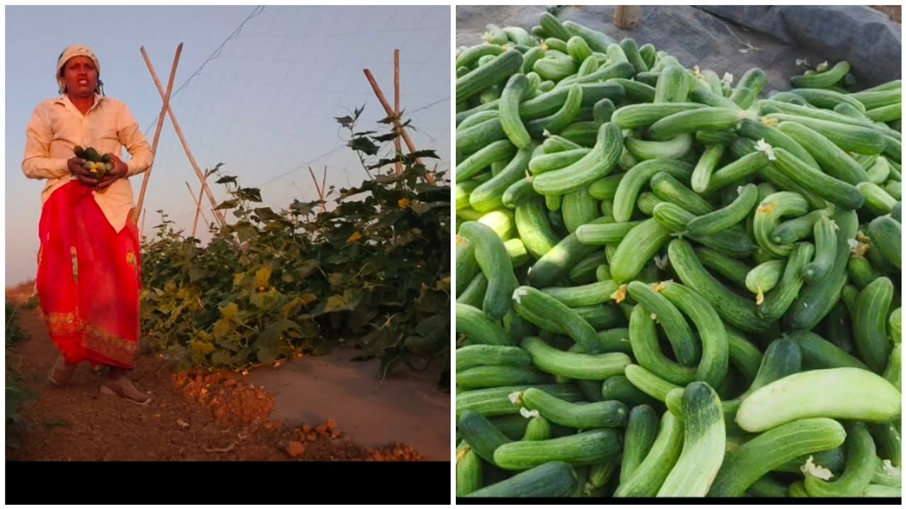 आज काकडी तोडली.