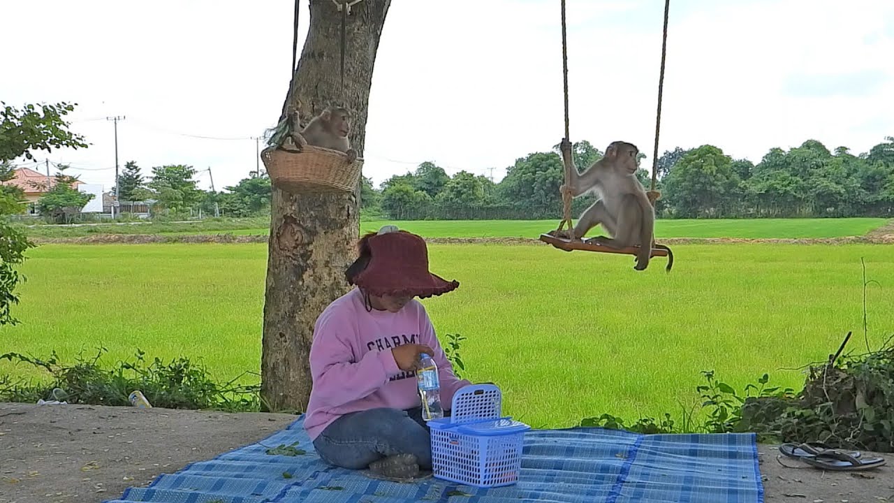 Happy Kako Family Climbing Tree And Play Swing