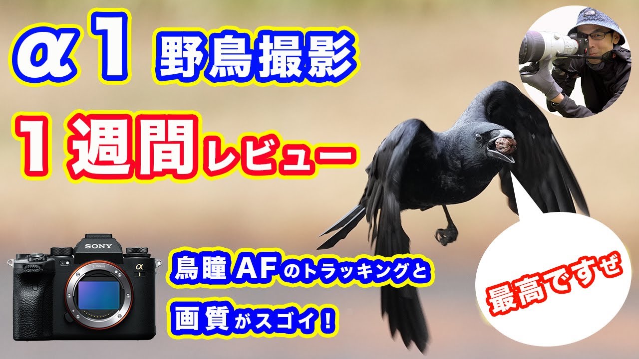 【SONY &alpha;1】野鳥撮影１週間レビュー／最高です！【鳥瞳AFのトラッキング性能と画質】#4K