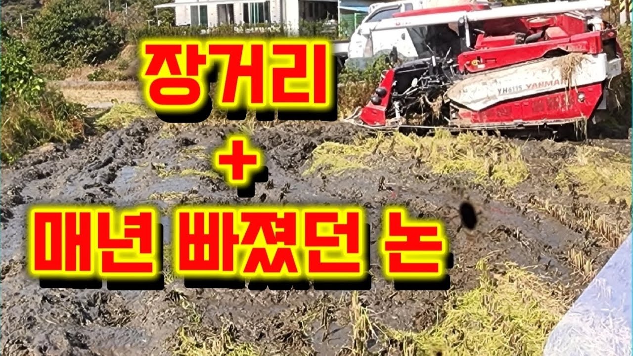 콤바인 빠지는 논