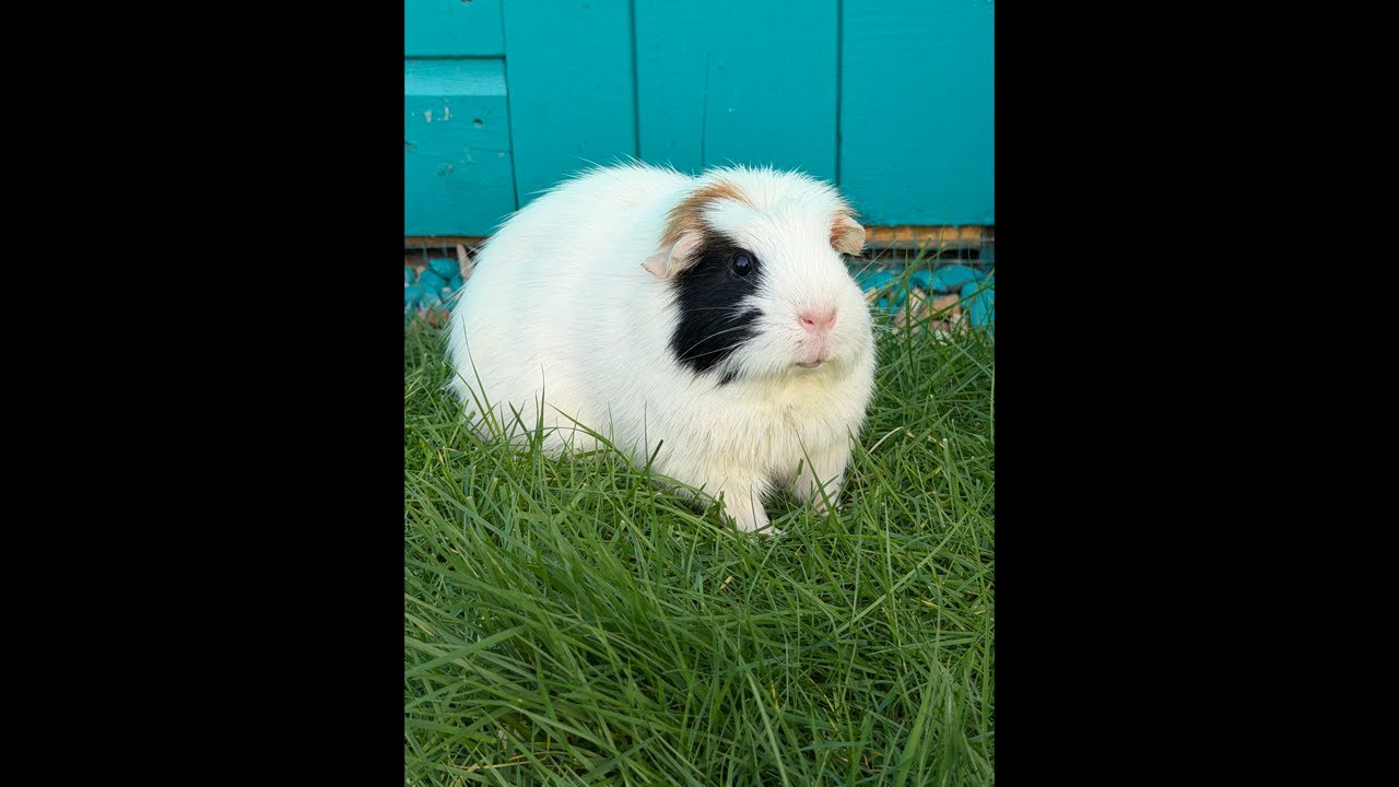 It’s guinea pig time wheeeek.