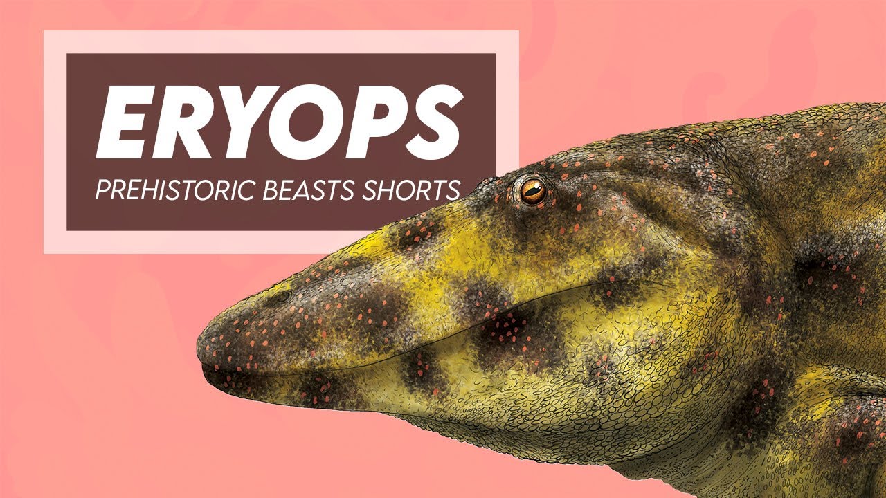 Eryops - Large Permian Predator