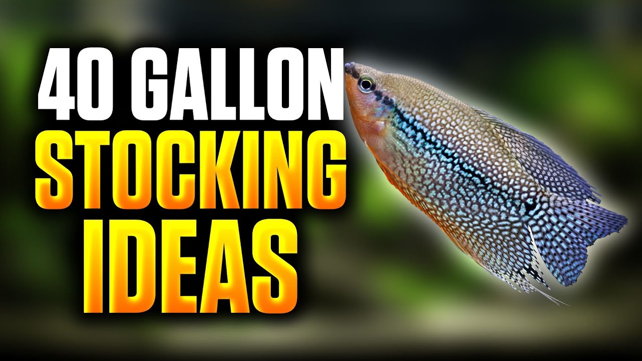 40 Gallon Stocking Ideas - Beautiful Community Fish For Your Aquarium!