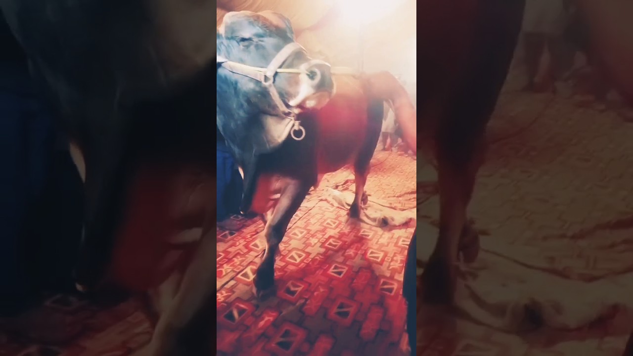 PAlBA Cattle Show ka nayab Bachra