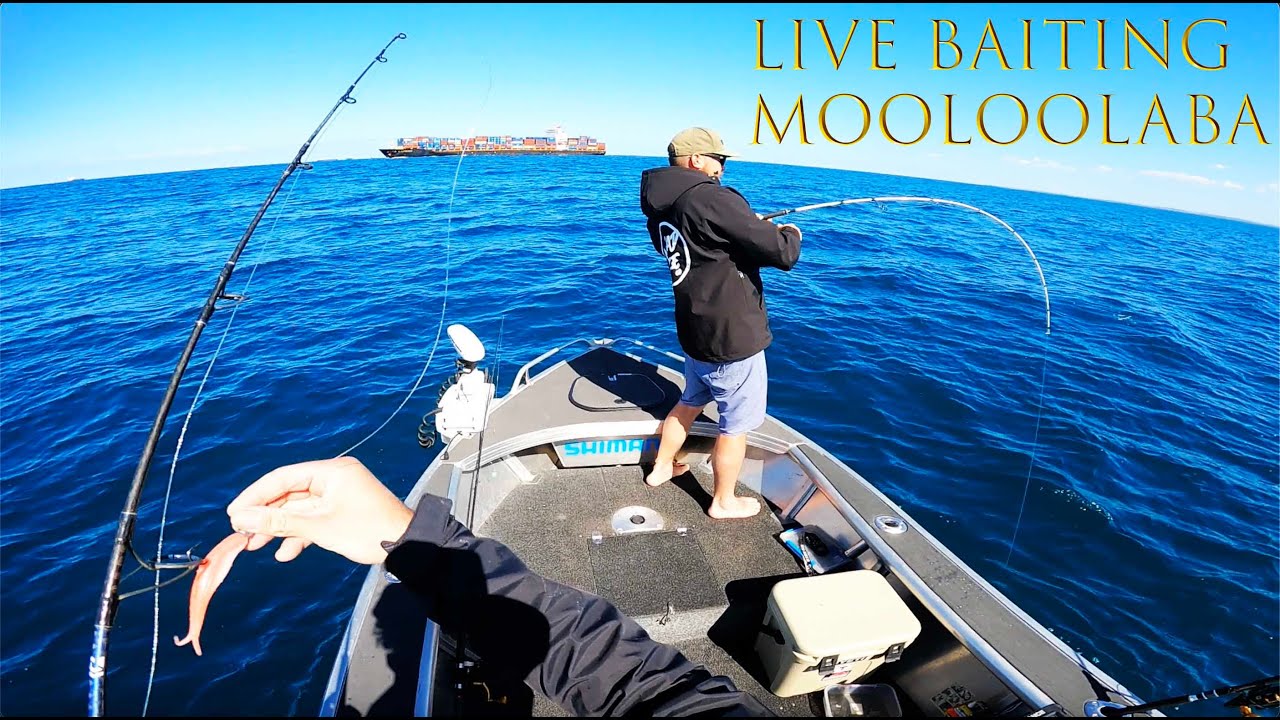 Live baiting offshore Mooloolaba