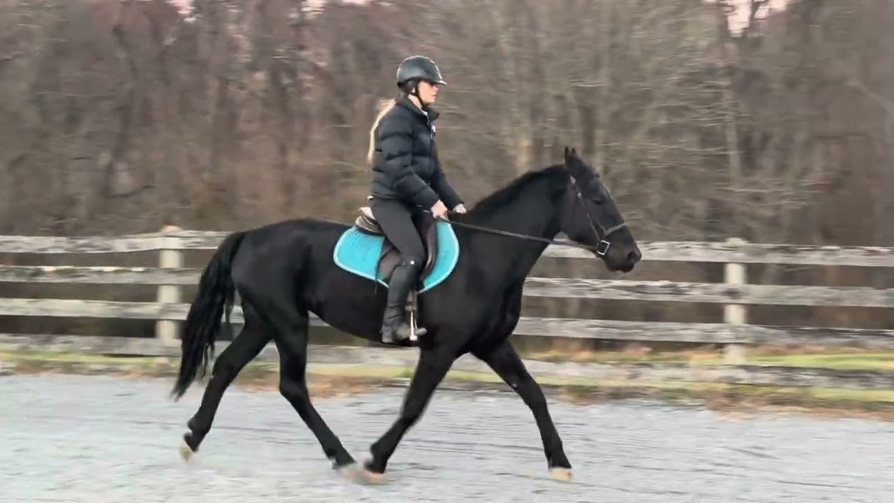 Dixie Dawn Flatwork and Poles - November 13, 2025