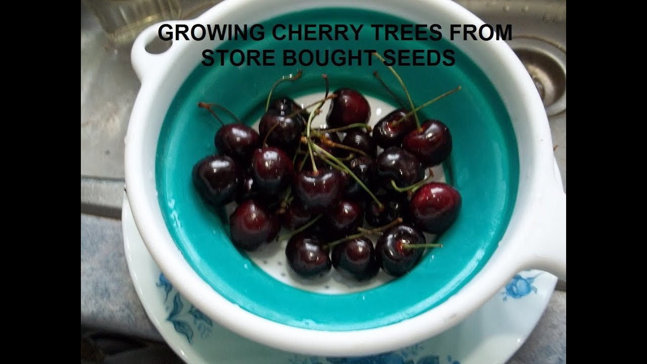 Growing Cherry trees from Store Bought Cherries