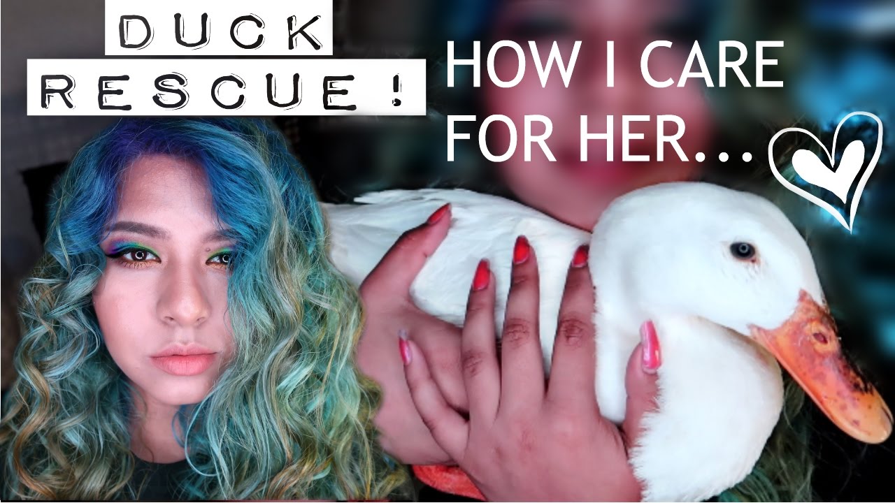 MEET MY INDOOR DISABLED DUCK! RESCUE STORY (TSABS ep.1)