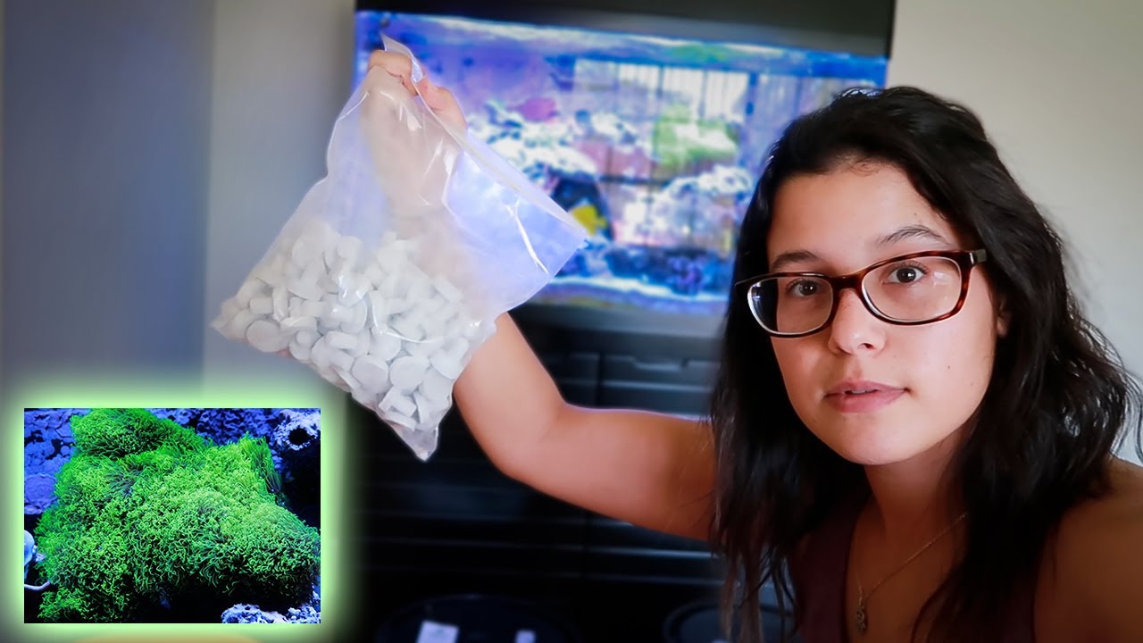 Peeling off my Green Star Polyps (GSP)