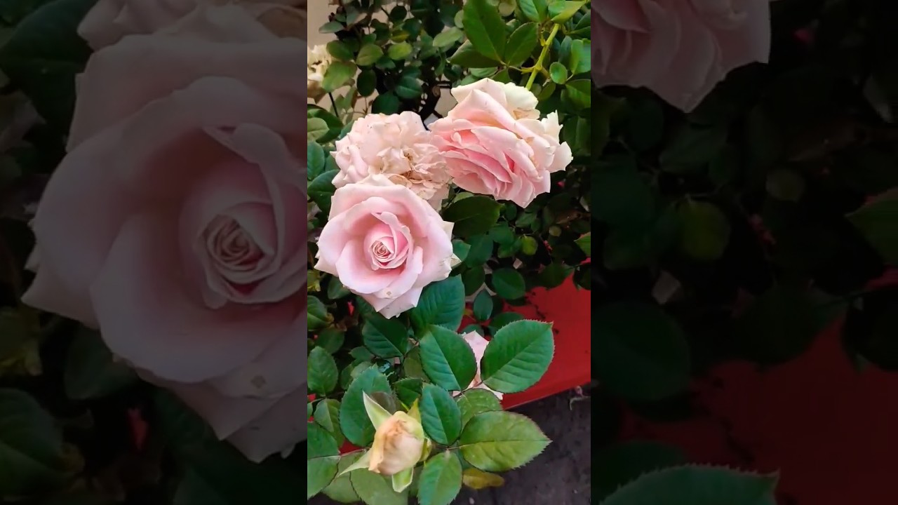 Sweet Avalanche Rose #rose #ytshorts #roseflower #roselovers #ros&eacute; #roses #ros&egrave; #garden #gardening