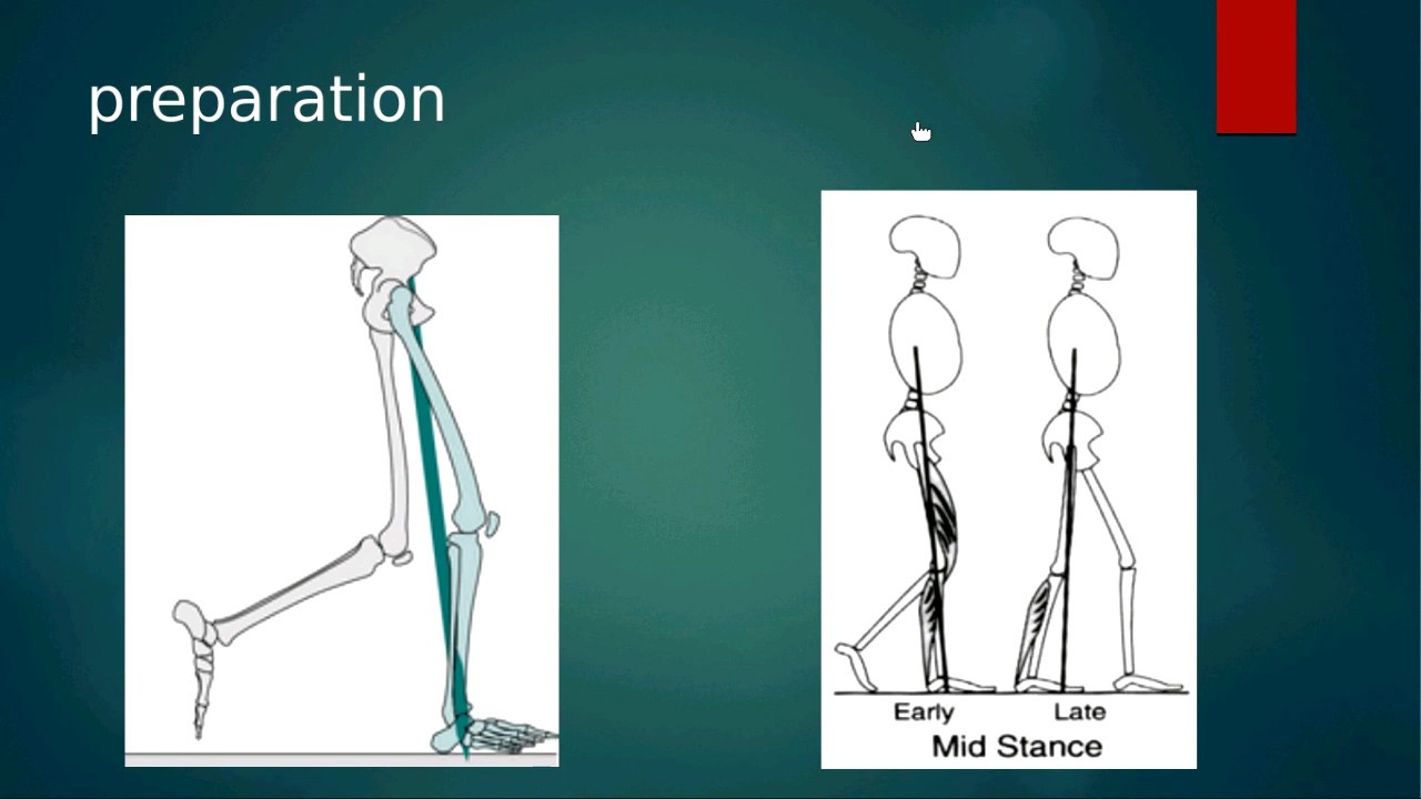 introduction to muscular activity during gait (undergraduate lecture)