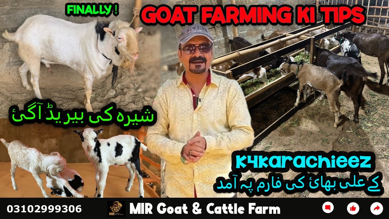 Goat Farming Tips 🐐 | K4Karachieez kay “Ali bhai” ko Farm pay welcome 😃 | “Shera” ki breed results 😍