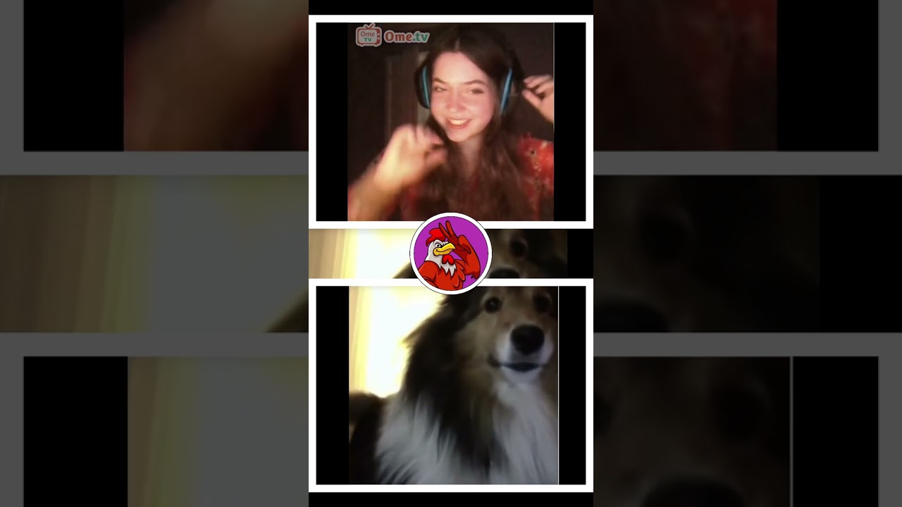 Cute Dog JUMPSCARE PRANK on OmeTv! #dogs #omegle #ometv