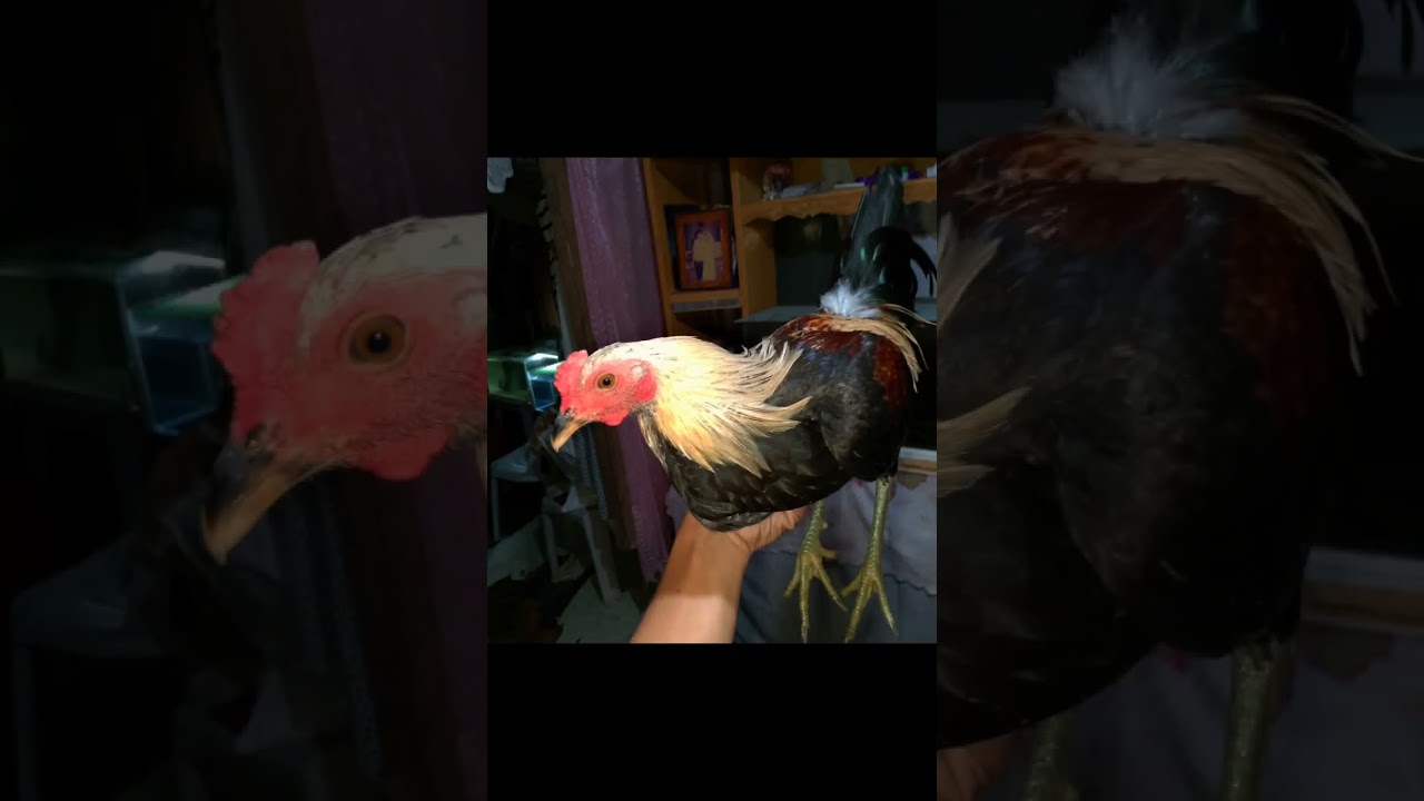 hatch grey 3 months to 6 months growth 😍😍😍