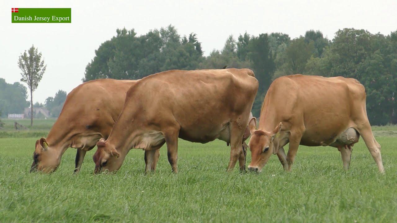 Danish Jersey Export