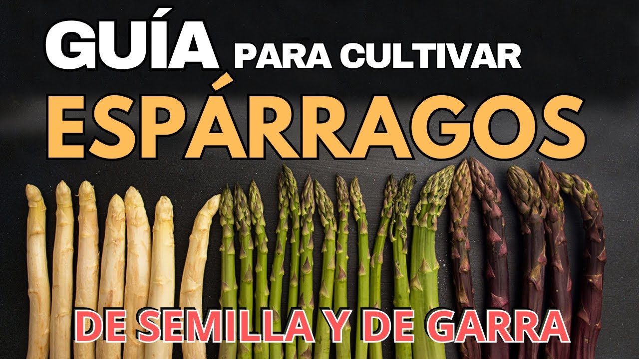 ESPARRAGOS: COMO CULTIVAR DESDE SEMILLA Y DESDE GARRA