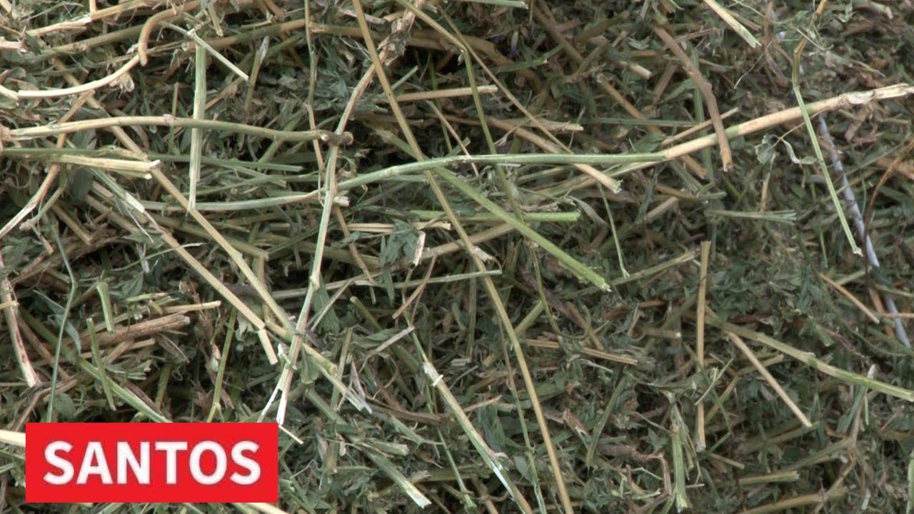 LUCERKA KAO ZAŠTITNI ZNAK BANATSKOG KARAĐORĐEVA U DOMAĆINSTVU ČUDIĆ