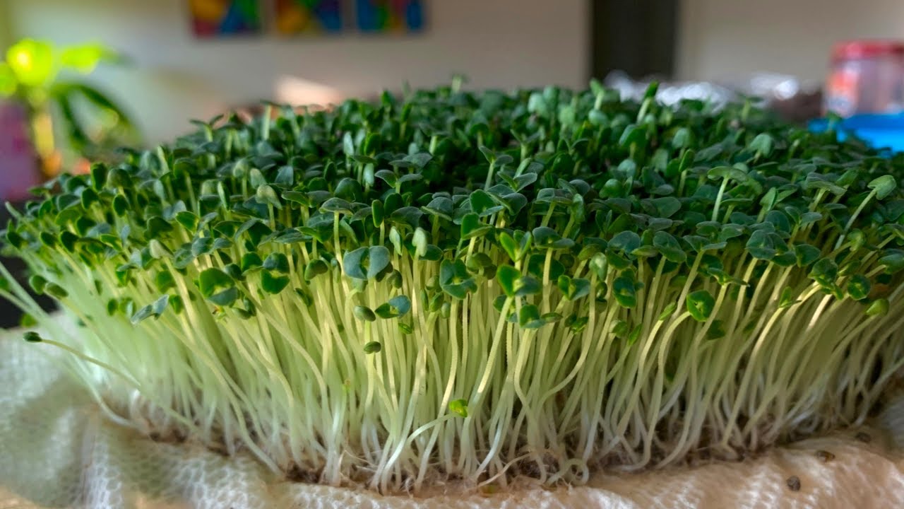 2 Ways to use Chia MicroGreens | Chia MicroGreens recipes