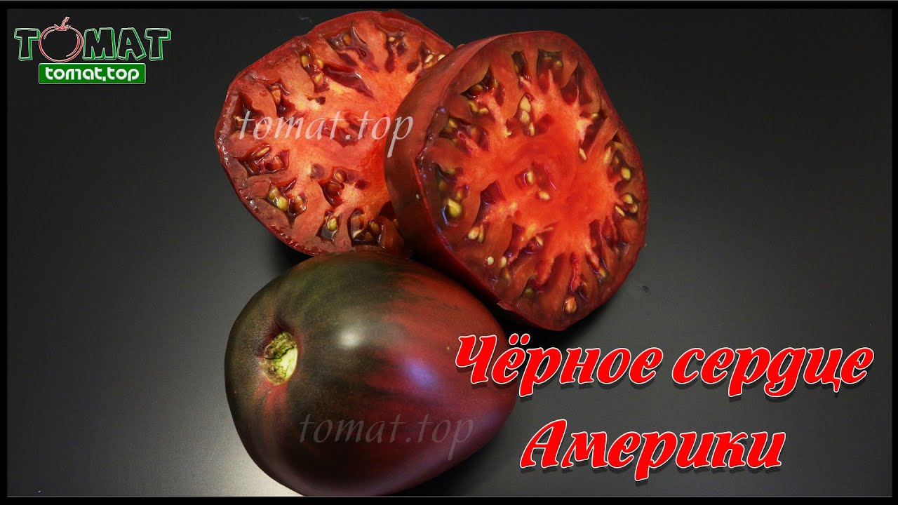 Томат Чёрное сердце Америки.Обзор сорта, характеристики, отзывы. Чёрное сердце Америки Сибирский сад