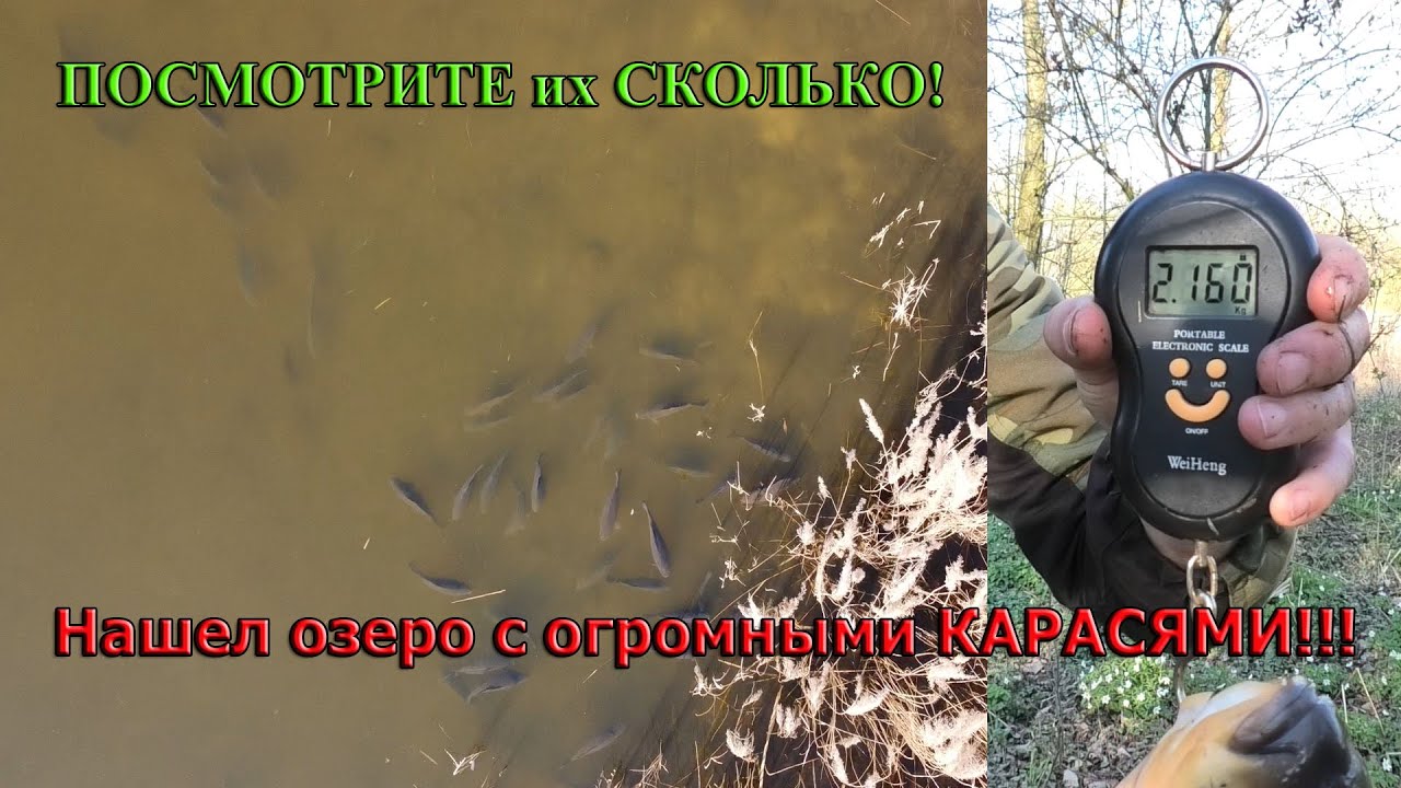 Нашел КОСЯК 2-х килограммовых КАРАСЕЙ. Крупный карась на УДОЧКУ в марте.