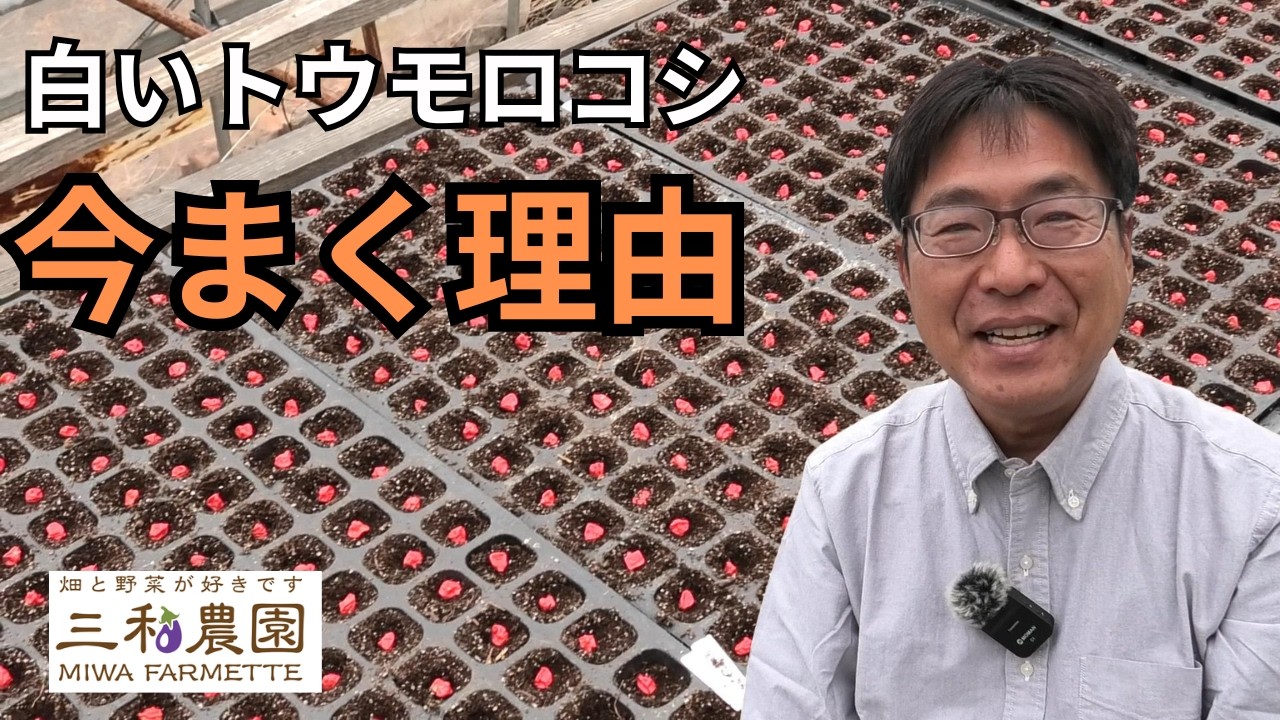 ピュアホワイトの種まき開始！三和農園が3月にまく本当の理由（2026.3.13）