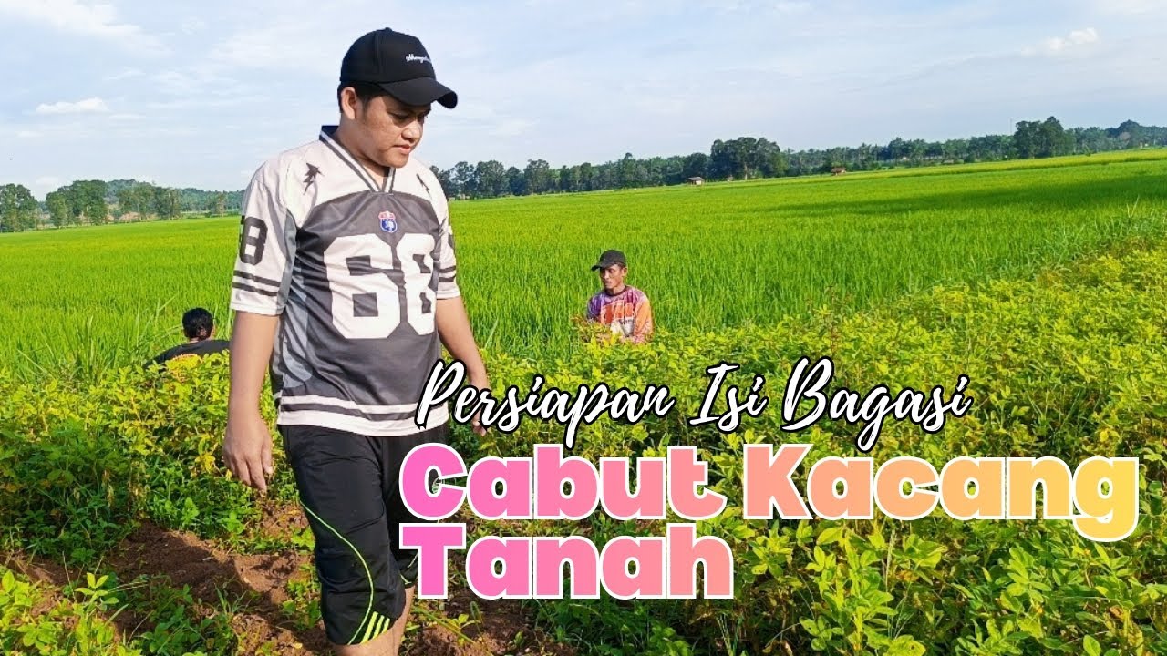 Part 5. isi Bagasi | Cabut Kacang Tanah
