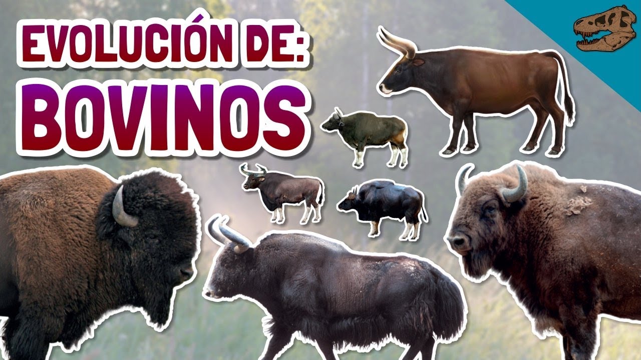 Evolución de: los BOVINOS (y especialmente BISONTES) ft. el origen de los félidos