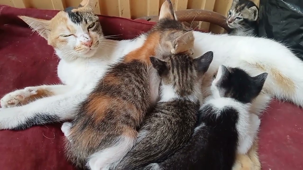 SEDIH 😢REAKSI INDUK KUCING TIDAK MENGENALI ANAKNYA