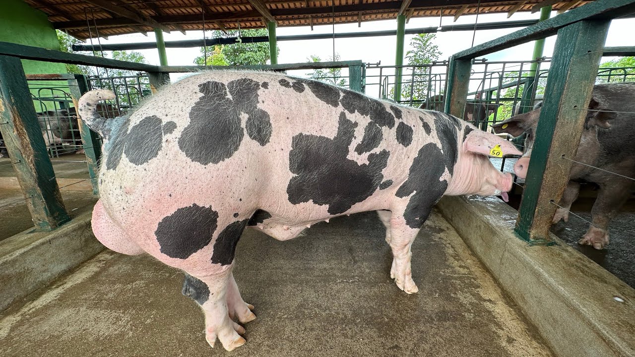 Reprodutores novos chegando na Granja Ribeiro
