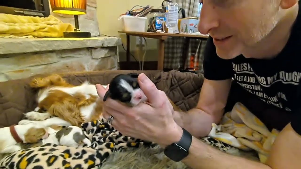 Cavalier Puppy Live Stream: Puppy News & Power's Out