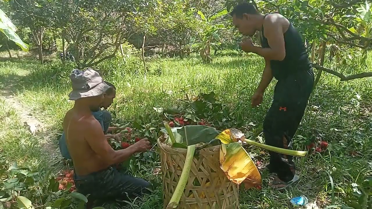 Toke Padang borong semua rambutan belerang aceh