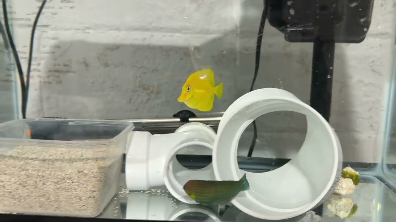 Melanurus Wrasse and Biota Yellow tang in QT, how are they looking?