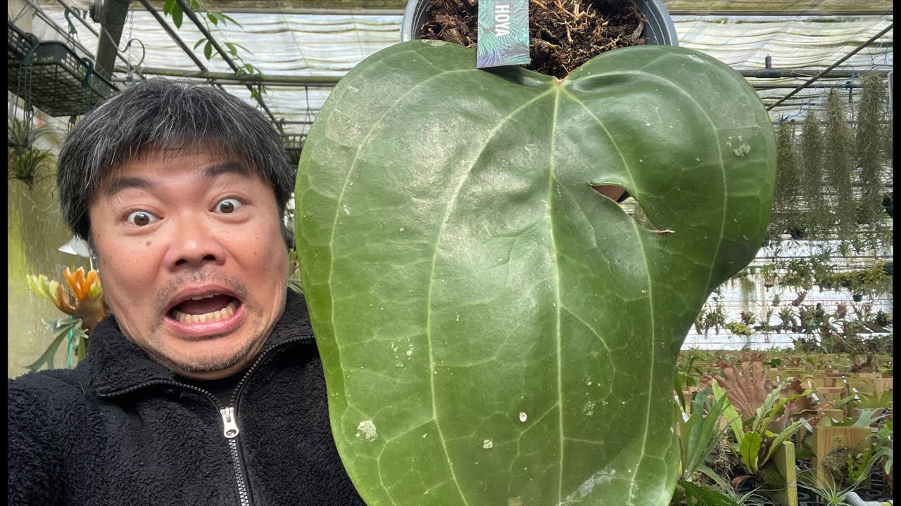 でっかいホヤが来た