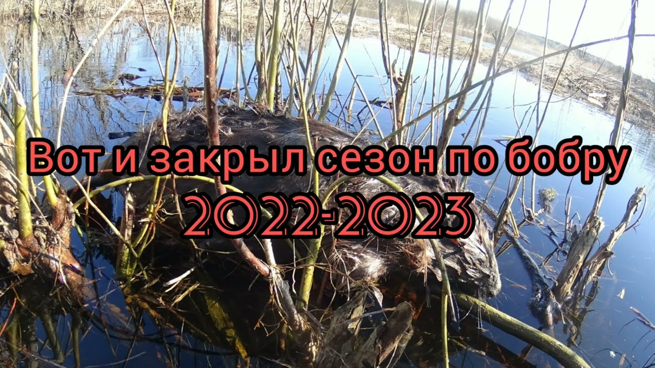 Охота на бобра КАПКАНАМИ. Закрытие сезона 2022-2023.#охотанабобра#охотанабобракапканами#бобр#охота