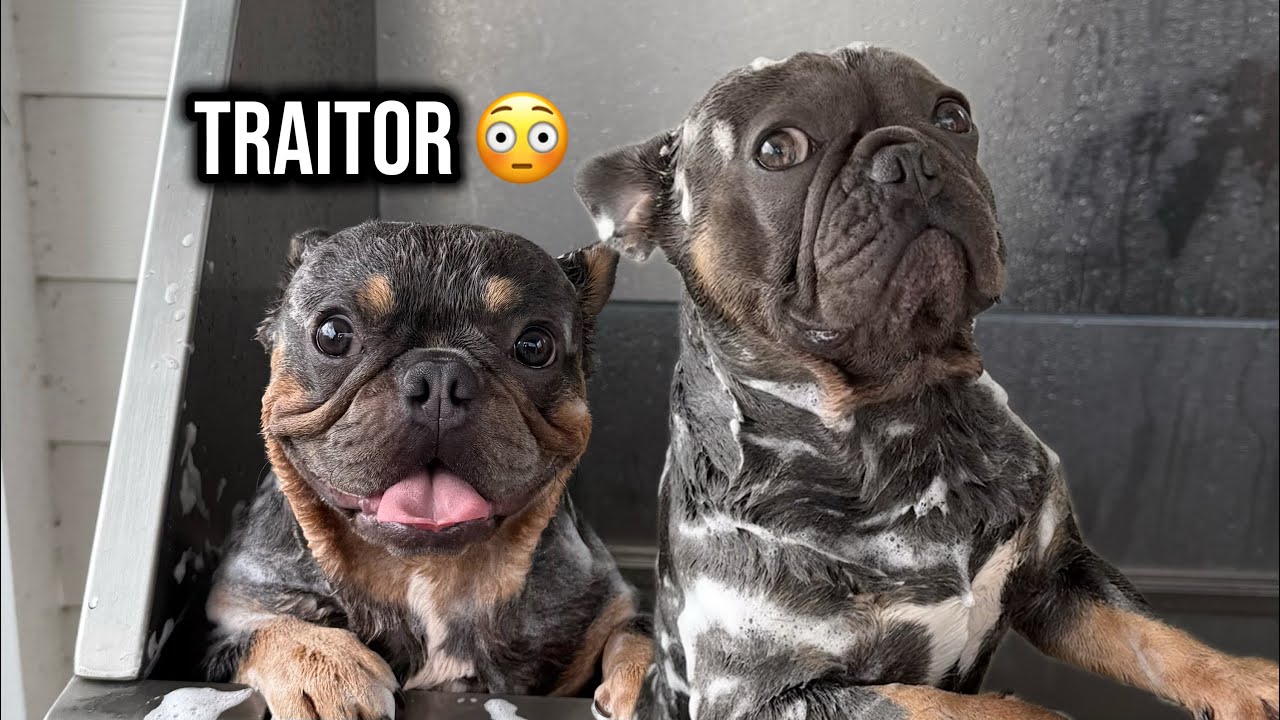 Two French bulldogs wash *PURE CHAOS* 🐶 