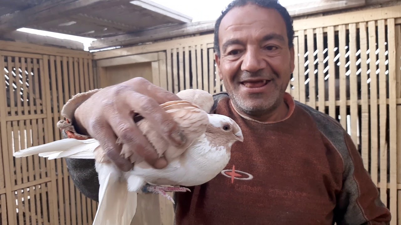 بشـــــاير الموســـــم الجـــــزء الثــــــاني