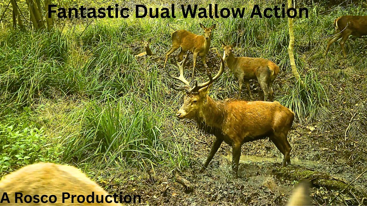 STAG Has The Females At The Wallows