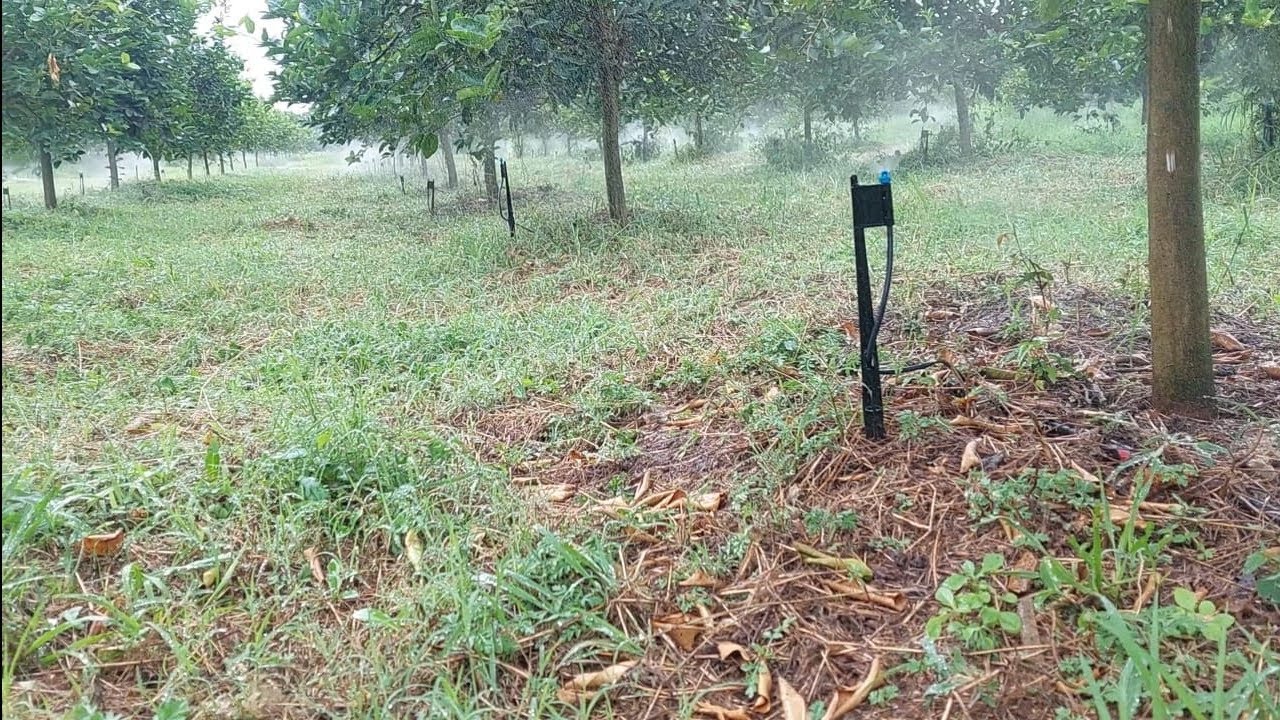 Riego de limon persa con micro jet en suelo arenoso